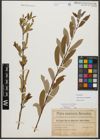 Foto von Salix triandra subsp. amygdalina (L.) Schübl. & G. Martens